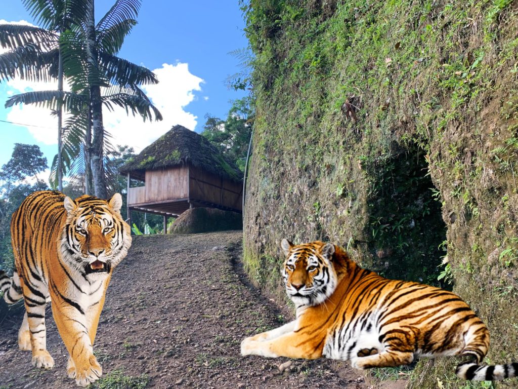 אחוזה למכירה בלב יערות הגשם באמזונס של אקוודור שהציעו לי. מישהו מעוניין?