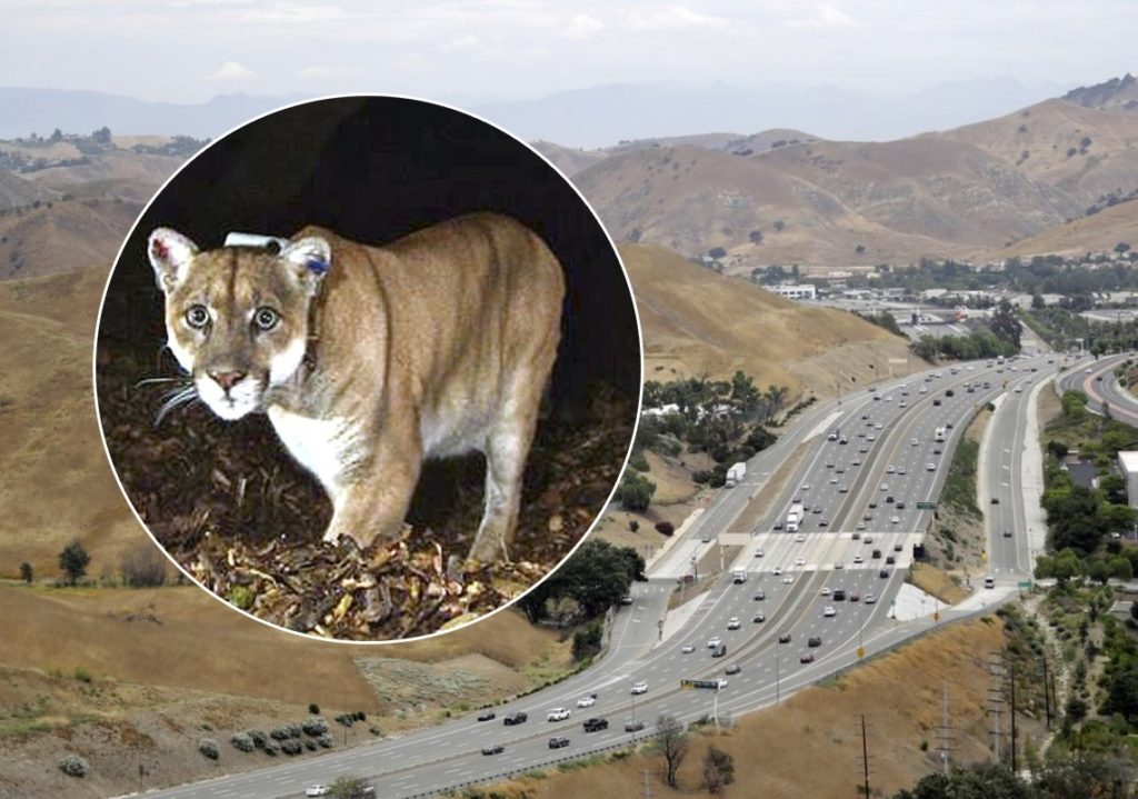 האם מישהו ירצה לגור ליד?  מפחיד, לא?
קליפורניה תקים את המעבר האקולוגי הגדול בעול...