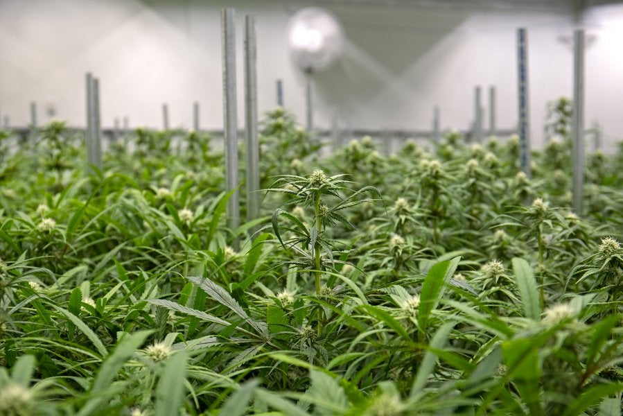 Investering i medicinsk brug Cannabis -faciliteter: En ejendomsinvestorguide